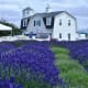 Washingon Lavender Farm in Sequim, Washington