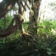 Quinault Rain Forest at Olympic National Park near Seattle, Washington