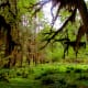 Hoh Rain Forest in Olympic National Park near Seattle, Washington