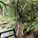 Marymere Falls Trail at Olympic National Park near Seattle, Washington