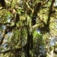 Hoh Rain Forest in Olympic National Park near Seattle, Washington