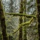 Hoh Rain Forest in Olympic National Park near Seattle, Washington