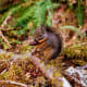 Squirrel at the Hoh Rain Forest in Olympic National Park near Seattle, Washington