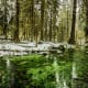 Hoh Rain Forest in Olympic National Park near Seattle, Washington