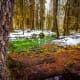 Hoh Rain Forest in Olympic National Park near Seattle, Washington