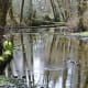 Quinault Rain Forest at Olympic National Park near Seattle, Washington