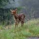 Fawn at Hurricane Ridge at Olympic National Park in Seattle, Washington