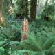 Quinault Rain Forest at Olympic National Park near Seattle, Washington