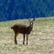 Deer at Hurricane Ridge at Olympic National Park in Seattle, Washington
