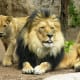 Lion and cub at the Cheyenne Mountain Zoo in Colorado Springs, Colorado