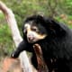 Bear at Cheyenne Mountain Zoo in Colorado Springs, Colorado