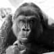 Gorilla at the Cheyenne Mountain Zoo in Colorado Springs, Colorado