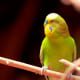 Colorful bird at the Cheyenne Mountain Zoo in Colorado Springs, Colorado