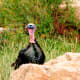 Turkey at Cheyenne Mountain Zoo in Colorado Springs, Colorado