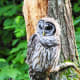 Owl along the Dark Hollows Falls Trail at Shenandoah National Park