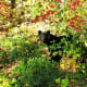 Black bear near Skyland in Shenandoah National Park