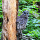 Owl along the Dark Hollows Falls Trail at Shenandoah National Park