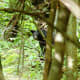 Black bear near Skyland in Shenandoah National Park