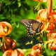 Butterfly by some wildflowers along the Dark Hollows Falls Trail at Shenandoah National Park