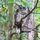 Owl along the Dark Hollows Falls Trail at Shenandoah National Park