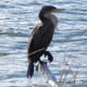 FL Cormorant at First Landing State Park in Virginia Beach, Virginia.