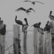 Pelicans at First Landing State Park in Virginia Beach, Virginia