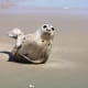 Juvenile Harp Seal at False Cape State Park in Virginia Beach, Virginia