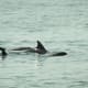 Dolphins off of Virginia Beach, Virginia