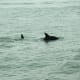 Dolphin off of Virginia Beach, Virginia