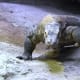 Komodo Dragon at the Virginia Aquarium & Marine Science Center in Virginia Beach, Virginia
