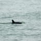 Dolphin off of Virginia Beach, Virginia