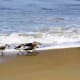 Birds at Sandbridge Beach