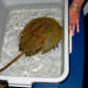 Virginia Aquarium & Marine Science Center in Virginia Beach, Virginia