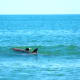 Dolphins at False Cape State Park in Virginia Beach, Virginia