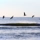 Pelicans at Sandbridge Beach