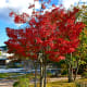 It was a cool and lovely walk to Kyushu National Museum. Passing by blazing autumn foliage was also hands-down a high point of this Fukuoka day trip.
