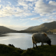 Killary Fjord
