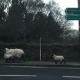 Watch out for livestock and lambing season!