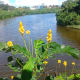 Adyar eco park has a number of water bodies inside