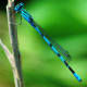 Big Bluet at Pea Island National Wildlife Refuge on the Outer Banks in North Carolina