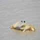 Crab at Cape Hatteras National Seashore on the Outer Banks of North Carolina