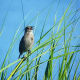 Seaside Sparrow at Pea Island National Wildlife Refuge on the Outer Banks in North Carolina