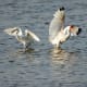 Snowy Egret & White Ibis at Pea Island National Wildlife Refuge on the Outer Banks in North Carolina