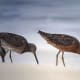 Short-billed Dowitcher at Pea Island National Wildlife Refuge on the Outer Banks in North Carolina