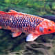 Fish in the pond.