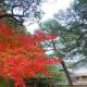 Blazing autumn leaves at the teahouse garden.