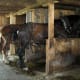 The carriage horses return to their stalls for a meal.