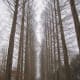 One of the Tree-Line Avenues on Nami Island