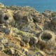 Fossil Forest, Dorset