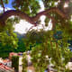 A branch spreads out over a terrace.
